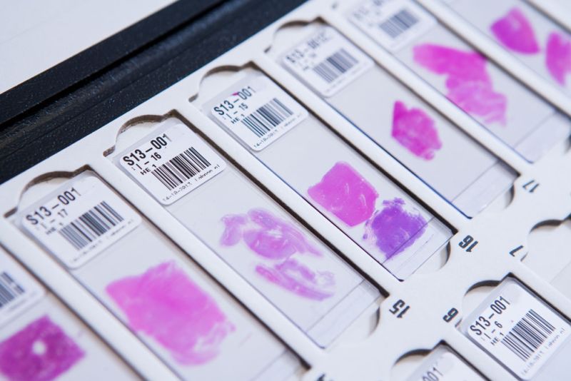 cea6d2ce image Histologie cea6d2ce Histologie